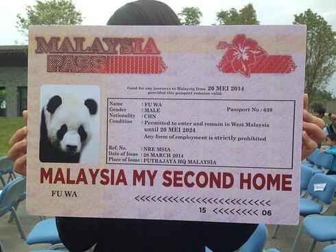 Panda Gergasi Panda Gergasi