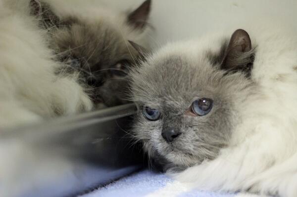 10 year old Himalayan cats looking for new homes.  Owner passed.  They are stunning!  Come see-12-6 weekdays..