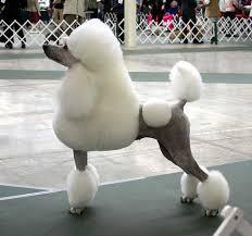sanchu18's tweet photo. a nuestro lado se encuentra pelo caniche-cocker @ClaraCastro93 @mariaperezgil93 http://t.co/YyKBHTfGhj