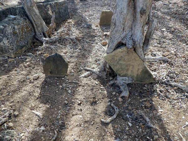 Gurdur's tweet photo. #TreesEatingThings, #TreesStoreTime.
An old photo of mine; the gravestone being eaten by the tree would be at least 800 years old, maybe 1,000. On the island of Songo Mnara, Tanzania.
https://t.co/HfC66YCNBm