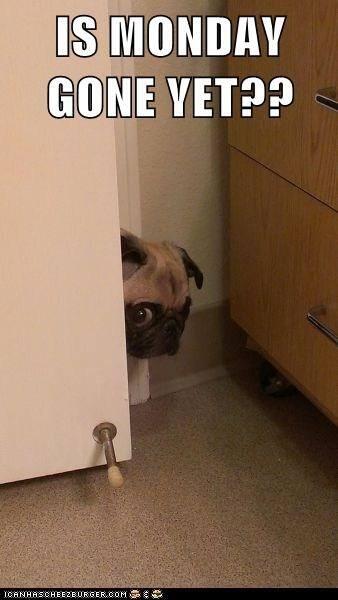 Damson House Vets tweet media