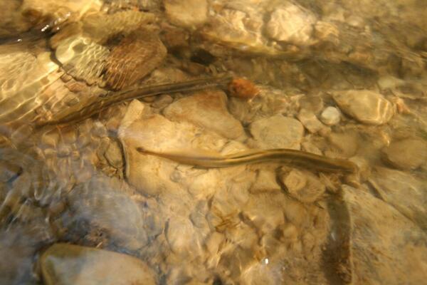 BeksIsMe's tweet image. Took this picture yesterday: American Eels? in Hamilton's Sulphur Springs Creek!