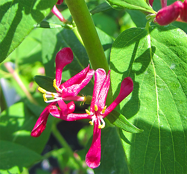MoriNurseries's tweet photo. Honeyrose #Honeysuckle - #scentsational #mori #garden #gardening http://t.co/EnJaUH0FYg