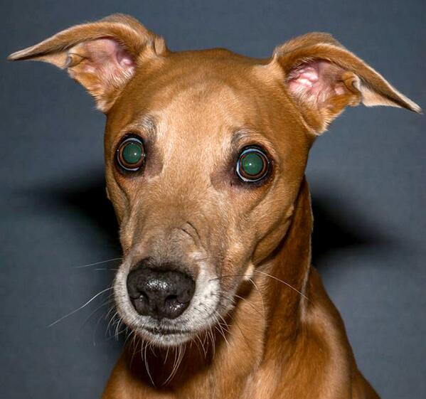 Richard Dyhouse tweet media