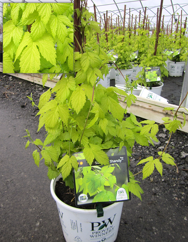 MoriNurseries's tweet photo. Summer Shandy Hops #Vine - #lookinggood #mori #gardening http://t.co/bXawqU39am