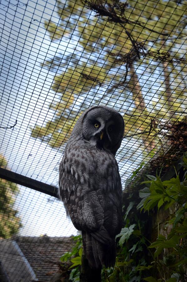Leparcdecleres's tweet photo. Chouette Lapone Parc de Clères - de dos mais de face!  Great Grey Owl : from back but I can see you @seinemaritime http://t.co/oC89hWjYSl