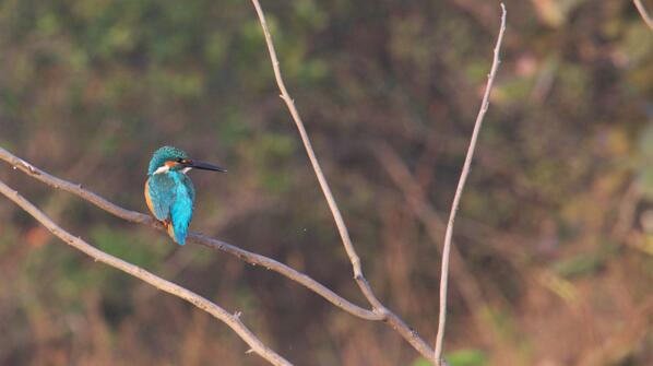 BirdsOfIndia tweet media