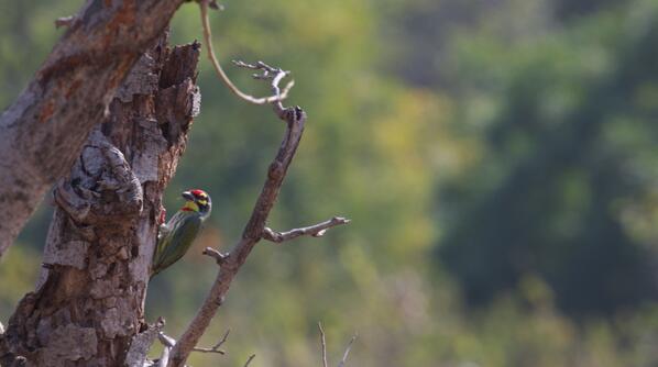 BirdsOfIndia tweet media