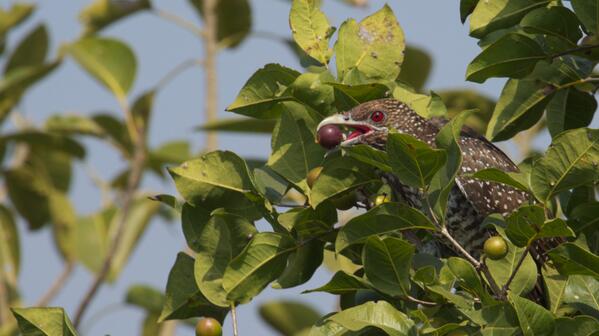 BirdsOfIndia tweet media