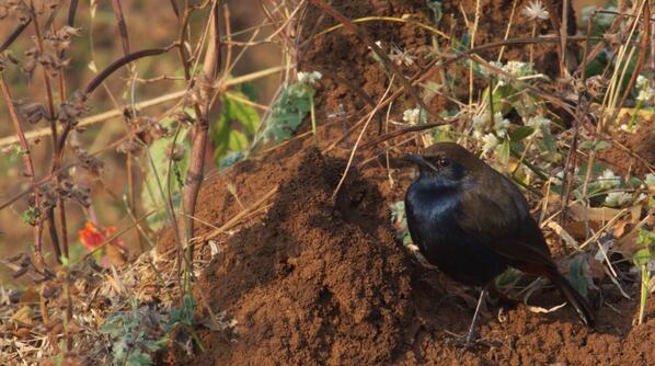 BirdsOfIndia tweet media