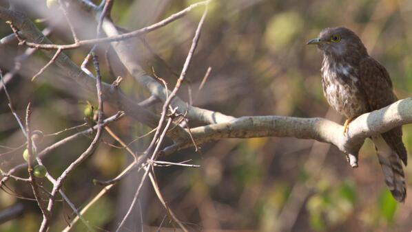 BirdsOfIndia tweet media