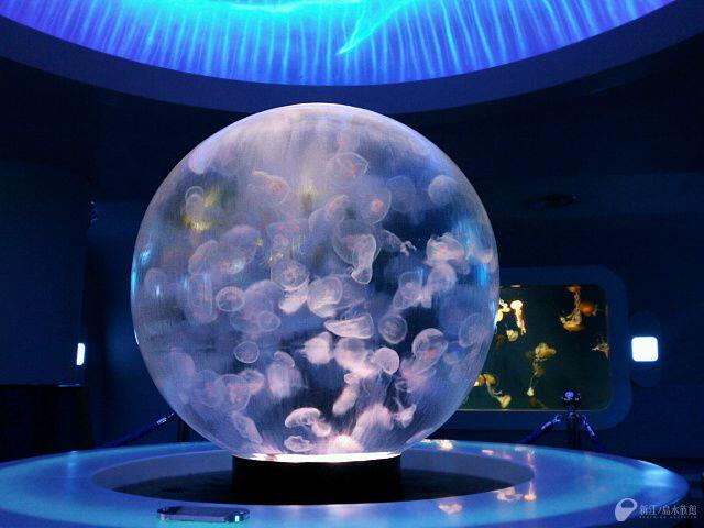 ٹوئٹر 新江ノ島水族館 Twitter پر 昨夏誕生した球型水槽 クラゲプラネット 海月の惑星 多くの工夫を詰め込んだ水槽です クラゲファンタジーホール Http T Co 3cr9ilqv1c 携帯 Http T Co Bi2hwmtesm Http T Co Vaddxroapa