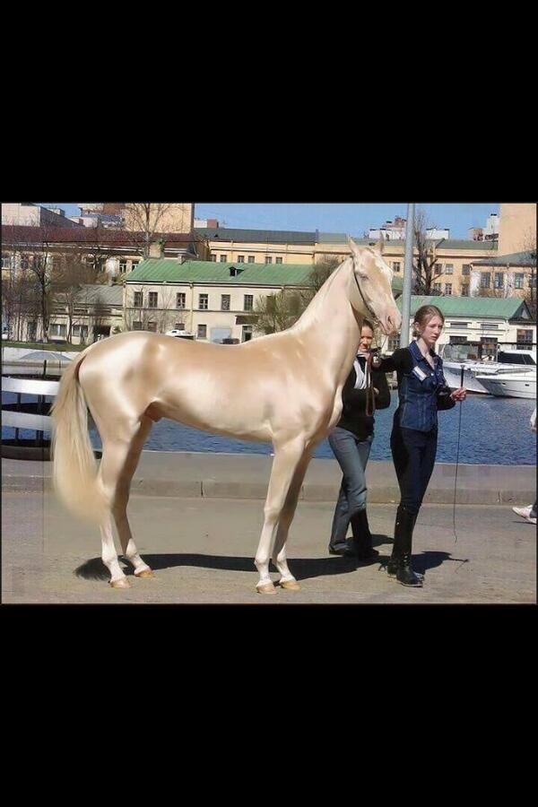 EquineOutline's tweet photo. Apparently the most beautiful horse in the world! I think it looks all kinds if weird... http://t.co/BbKKwezHP3