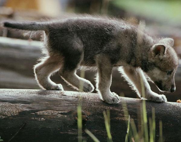 Away from the bath... RT <a href="/LadyOfGrief/">Deleting</a>: Fenrir is a little explorer. Though he's already good at picking up the trail.