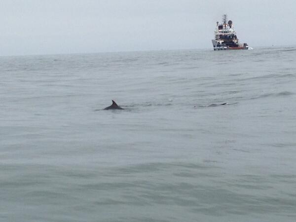 Dolphins!! #harbourtour