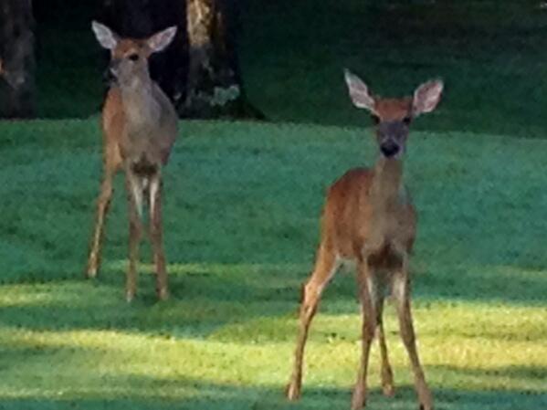 BearTraceHB's tweet photo. The REAL reason we do what we do! @TNEnvironment @AudubonIntl @golfenvironment @theEIFG #theirhomefirst http://t.co/pk8F18sJFb