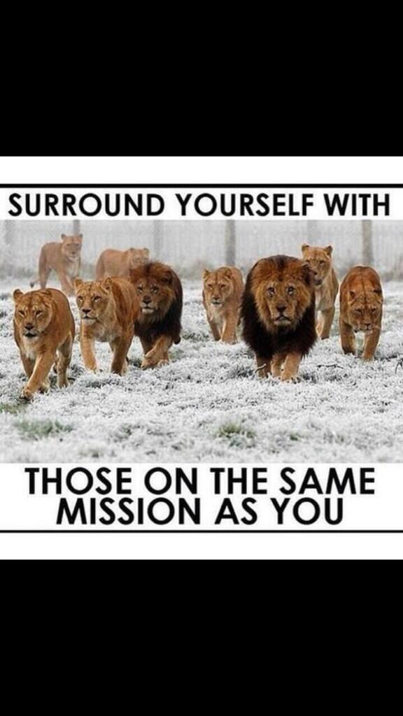 A lion does not hang out with sheep.