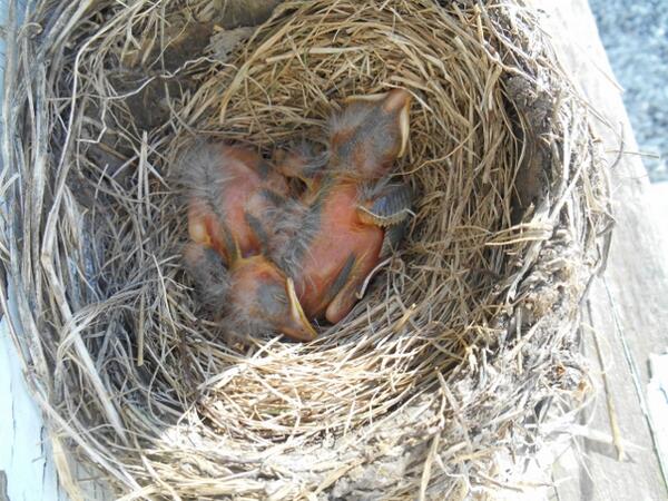 "HANGING OUT" <a href="/ExultetEstates/">Exultet Estates</a>...