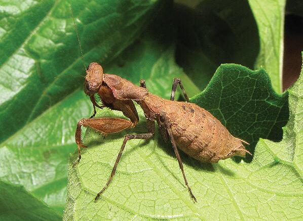 ZooKeys_Journal's tweet image. Tiny bush tiger: A new species of praying mantis from #Rwanda dx.doi.org/10.3897/zookey… #Mantodea
