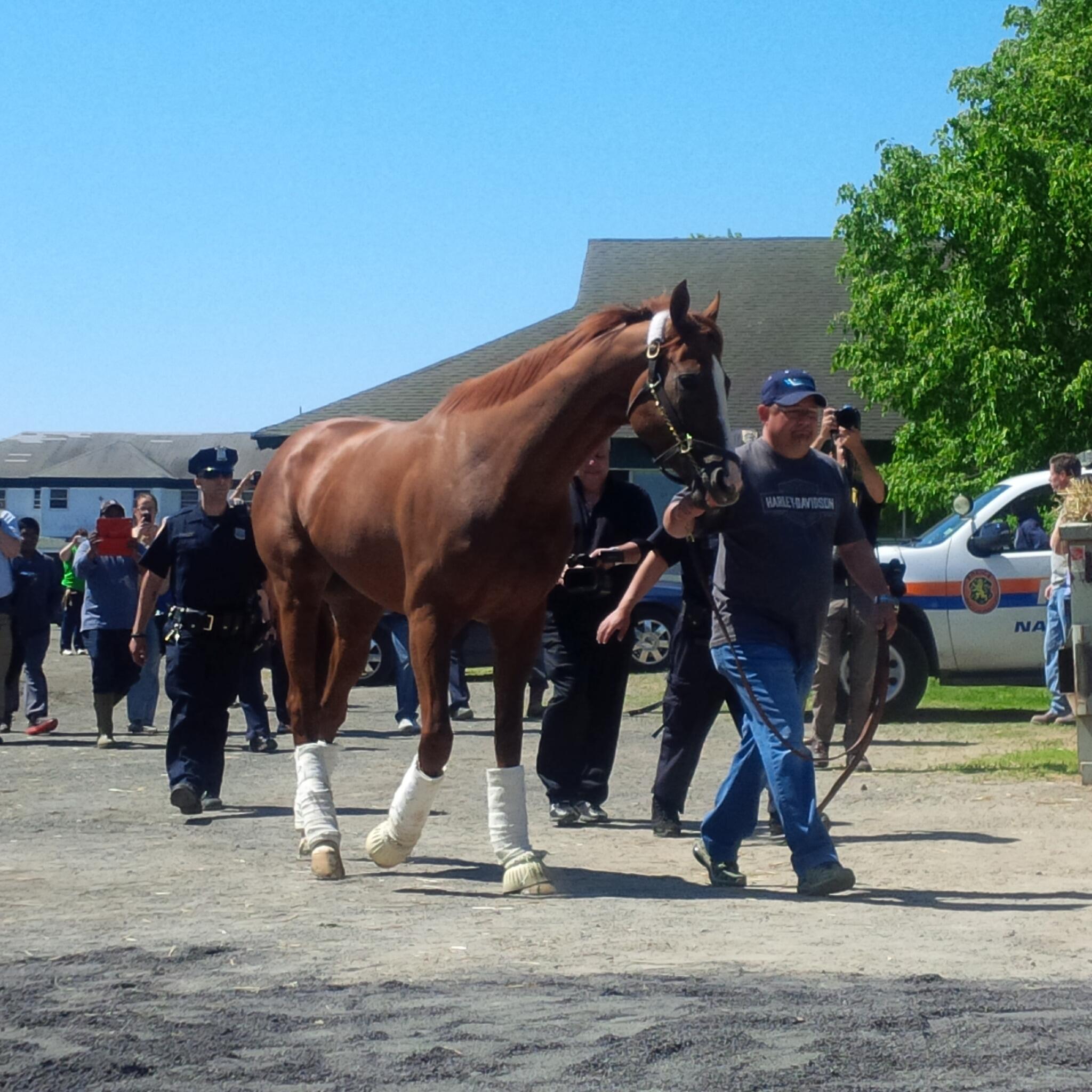 Belmont Stakes 2014 CALIFORNIA CHROME para hacer historia - Página 2 BoFomNjIIAAaudj