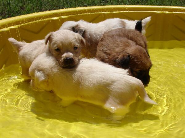 SaveVidApp tweet media