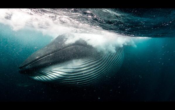 Telegraph's tweet photo. Diver narrowly misses being eaten by a whale (Rainer Schimpf/Barcroft) http://t.co/6kE0vX3Fm4 http://t.co/zDzpajYEMT