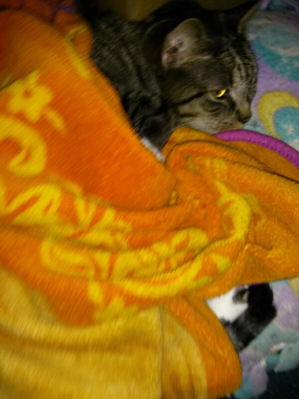 MystStar's tweet photo. Silly Mau I covered him with a blanket and he didn't move. http://t.co/SiDbYLWi13