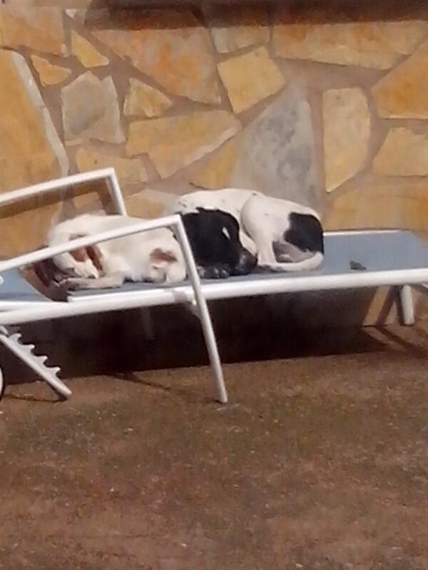 chivitecorella's tweet photo. Aquí durmiendo http://t.co/r6EtKKYsZa