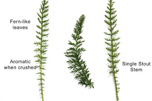 Five Wild Plants Every Backpacker Should Know -

Found at buff.ly/1jSxFBR