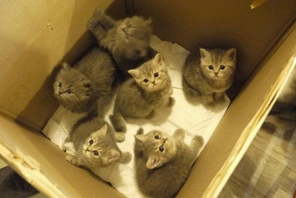 malimali's tweet photo. เร่เข้ามา เด็กๆน่ากินทุกตัว #cattwit http://t.co/QBs7QRLCZS