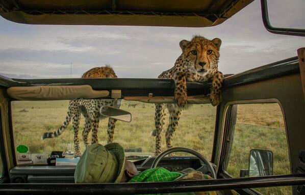 Courtersy of Lewa camp in Laikipia - The one of the best private conservation area in Kenya.