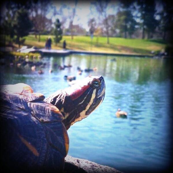 BusterMusk's tweet image. 100 turtles were removed from Red Hill Park Lake in Rancho Cucamonga, CA. Call the city &amp;amp; RT. Maybe you can get one.