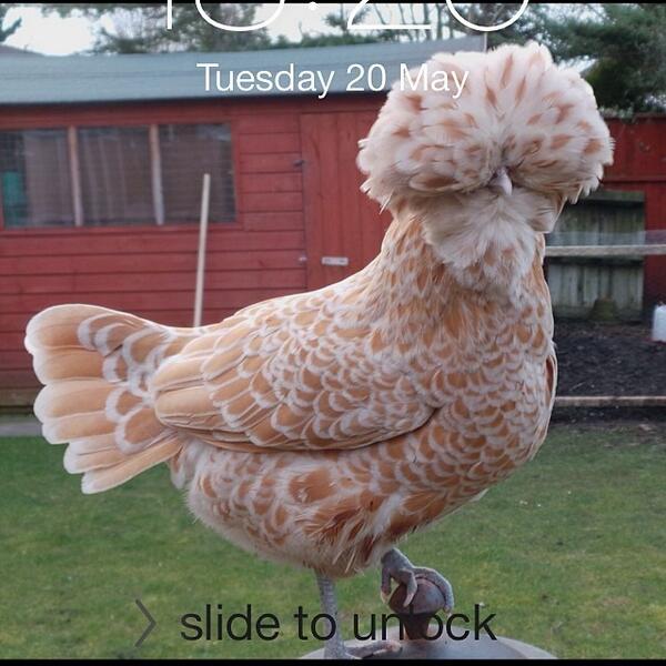simonpickles's tweet image. #showusyourlockscreen Surprise surprise! #TOCP