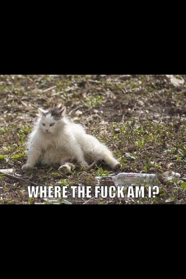 <a href="/rosej33/">Rose Johnstone</a> after a night out! #petsbed