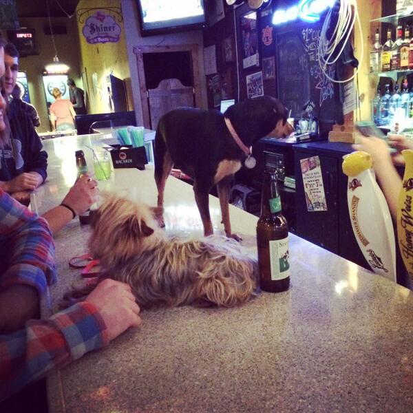CUSaloon's tweet image. Visit Rachel and Tika tomorrow for Pups in Pubs! Doors open at 7pm!