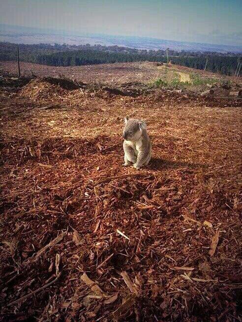 Latido Terrestre tweet media