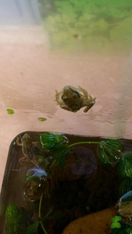 BrunelClass's tweet photo. Nearly ready to be released into our pond! http://t.co/w7LE6UVDl1