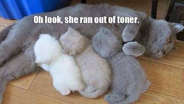 GeorgeTakei's tweet photo. This mama cat needs to tone up a bit. http://t.co/DT6ktZ3gm6