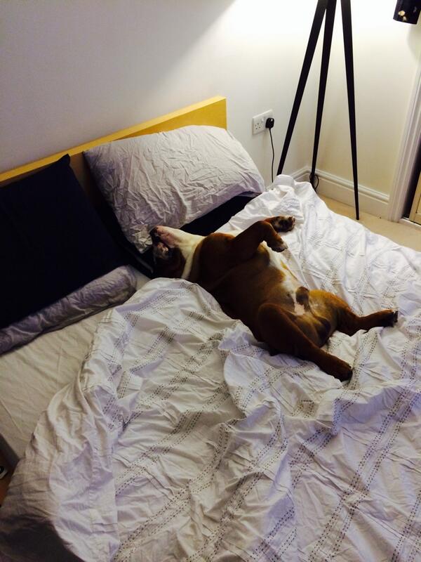 EnzoBulldog's tweet photo. @BDRCentral goodnight! http://t.co/vhgD08h0VQ