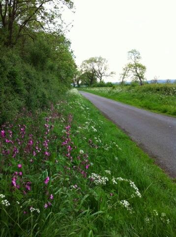 kgimson's tweet photo. My road home tonight. The pink campions grow all along this country lane http://t.co/LHoL979Ggk