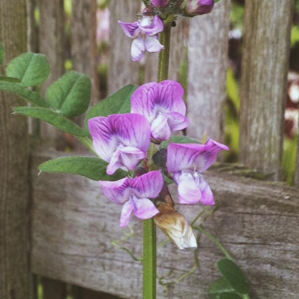 twisty's tweet photo. Getting to know my wild flowers / weeds! Maybe Bush Vetch (Vicia sepium). http://t.co/v0VTZ22oqL
