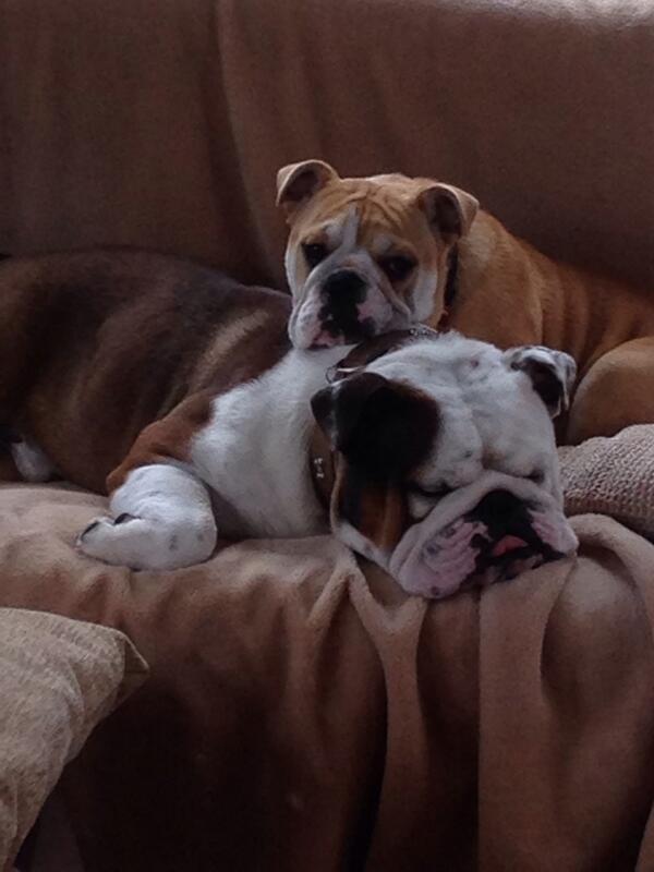 CalWatts's tweet photo. @BDRCentral Meet Reg and baby Ginny! http://t.co/yeLV4M7mLZ
