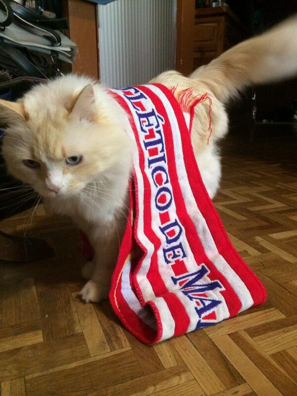 SoSAdopta's tweet photo. Por cierto, felicidades a tod@s los colchoneros, mirad que nos llega de nuestra amiga @Clars2010Clara su "Tesoro" :p http://t.co/EFR9Px9bTK