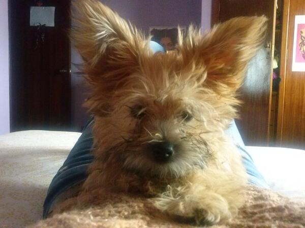 TamoPC's tweet photo. Mi tregua de todo, mi Gusete :) #vayadumbastegastasmiqueridocanislupusfamiliaris http://t.co/NKdU3kSJAm