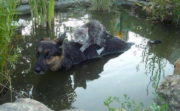 Dog rescuing a cat from a flood in Bosnia.