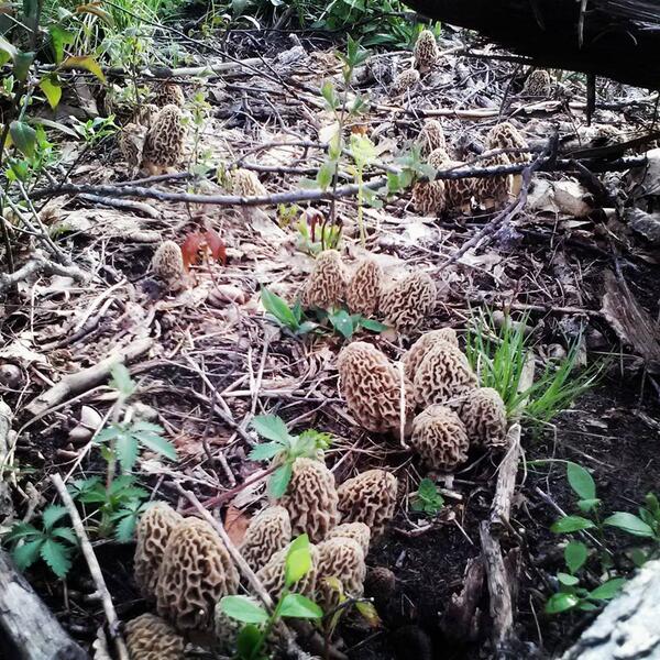 List 91+ Wallpaper Pictures Of Morel Mushrooms In The Woods Full HD, 2k, 4k