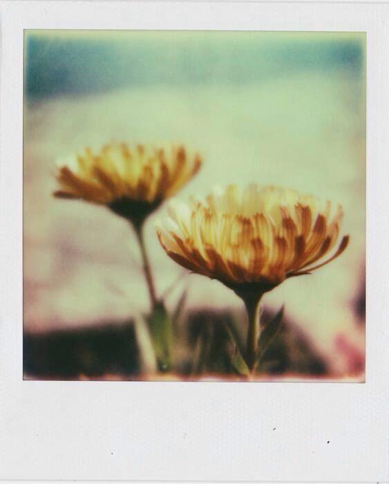 chichic's tweet photo. #roidweek14 #polaroidweek #BelieveInFilm http://t.co/fQk66RghTx