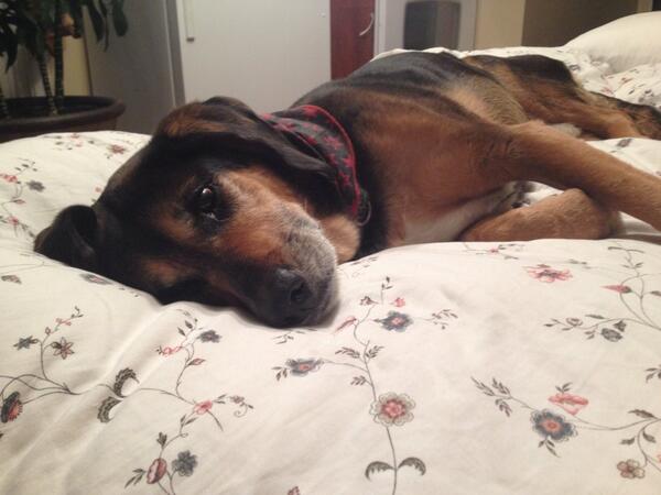 KentOsgoode's tweet photo. Why do the best souls have to leave us too soon. #fuckyoucancer #bestdogintheworld http://t.co/s1vtdOFm7j
