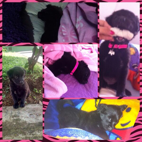 mcamisgm's tweet photo. 🐶🎀💖 http://t.co/3vJF0jljLV