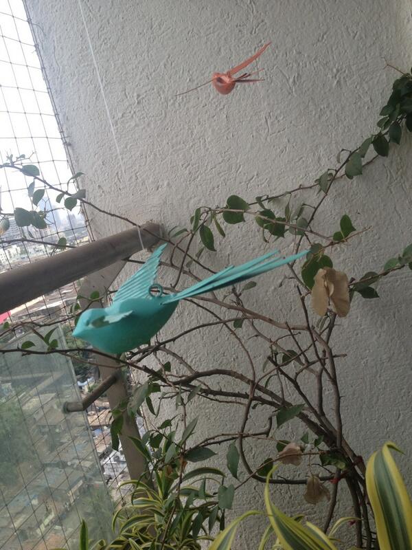 shailichopra's tweet image. Even my terrace is socially networked - tweeting away... but luckily the other bird can handle it #HandleGate